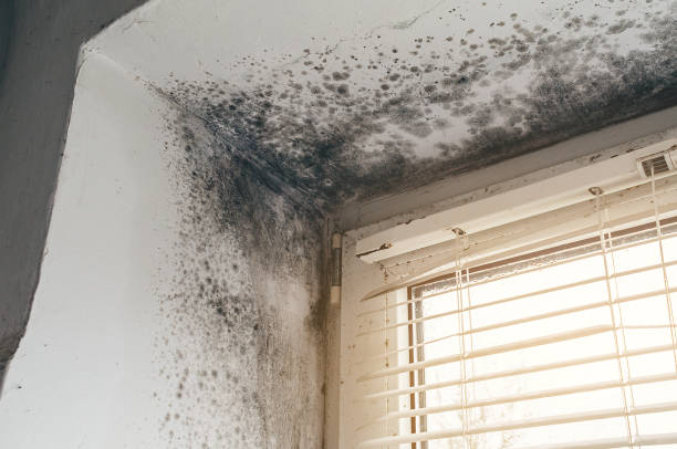 Affordable Mold Removal solutions in Clarendon Hills, IL